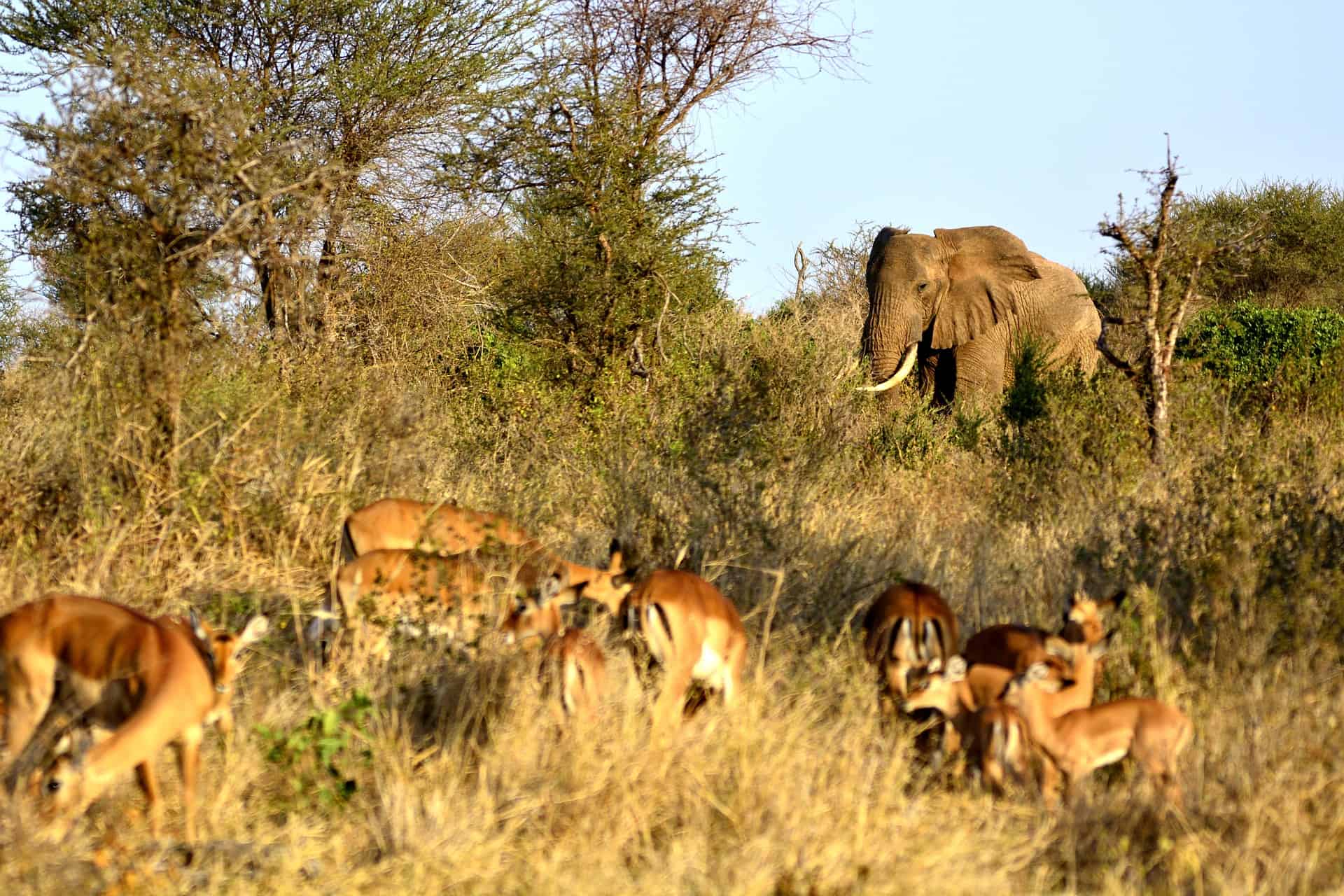 Tanzania vs. Kenya Safari - Tanzania vs. Kenya Safari: Which is the Best? An elephant and Impalas in the grassland at dusk.