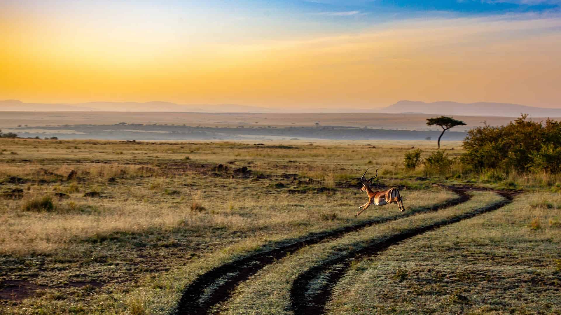 Tanzania vs. Kenya Safari - Tanzania vs. Kenya Safari: Which is the Best? Antelope at sunset in Kenya.
