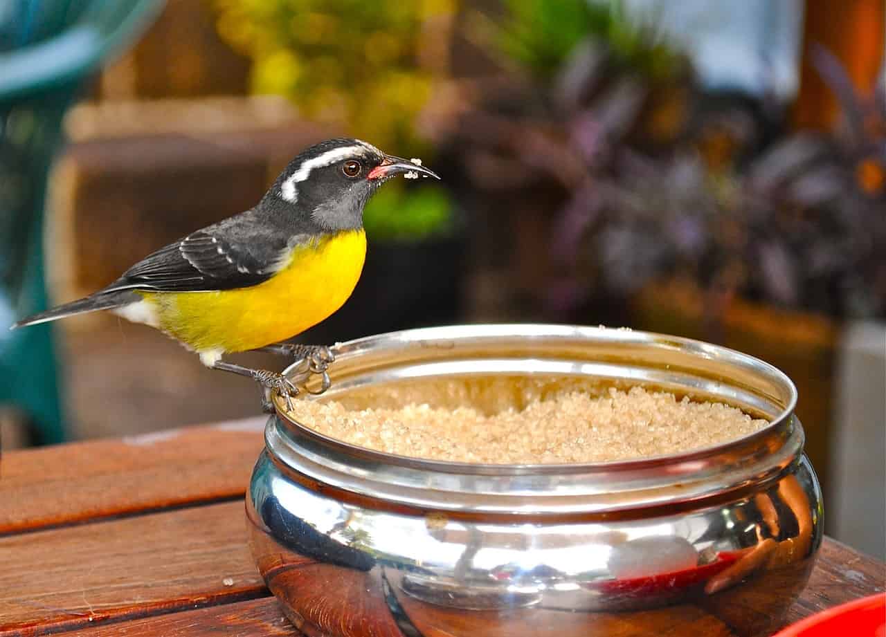 culinary tours - Best Culinary Tours Around The World Bananaquit at breakfast in Antigua.