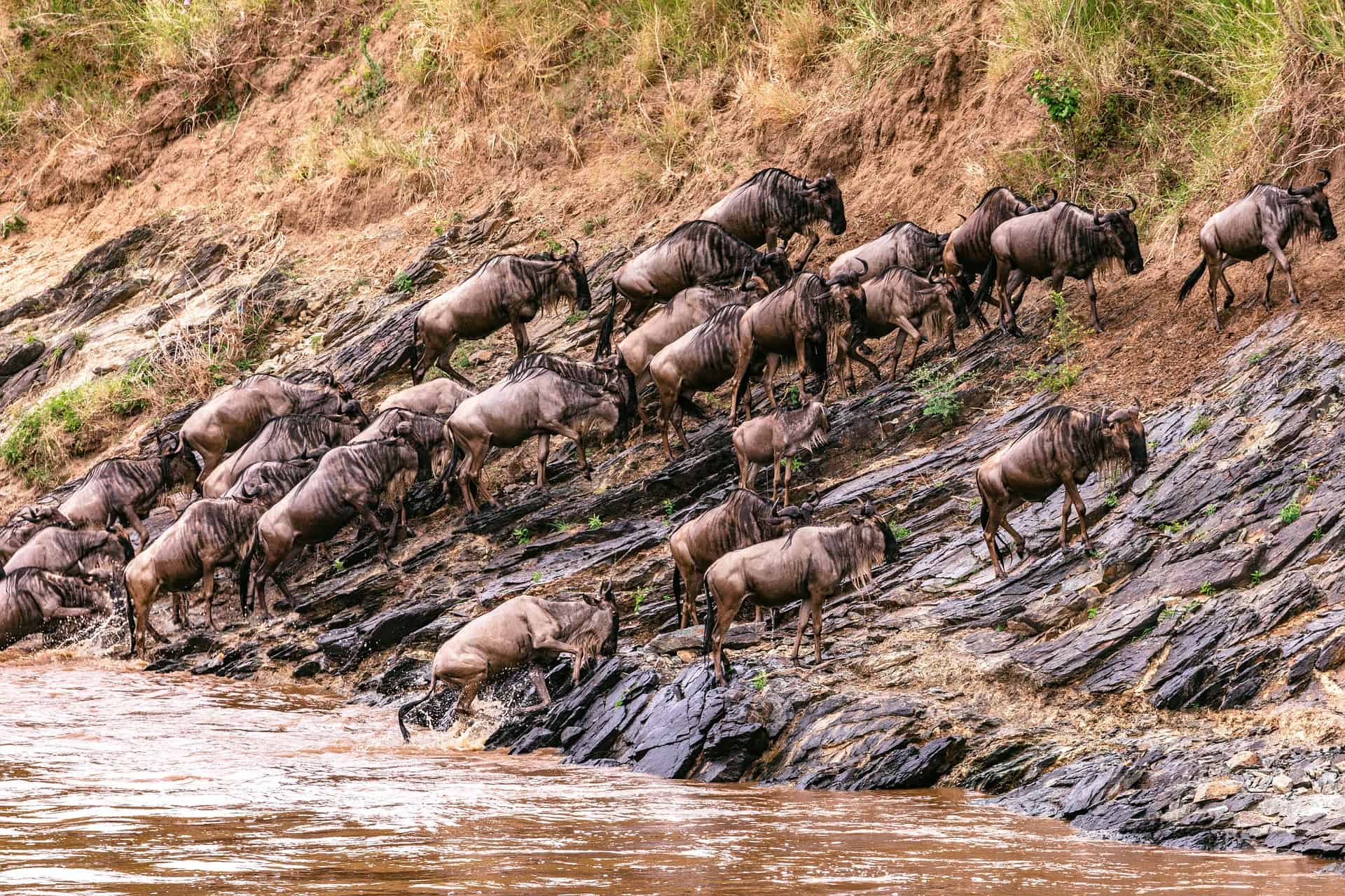 Tanzania vs. Kenya Safari - Tanzania vs. Kenya Safari: Which is the Best? Blue Wildebeests in the Maasai Mara.