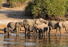 Things to do in Botswana
