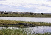 Experiencing a Chobe River Cruise
