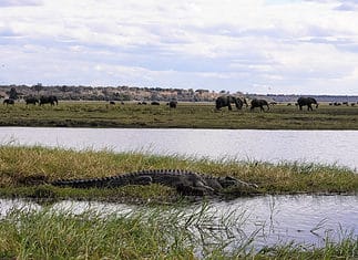 Experiencing a Chobe River Cruise