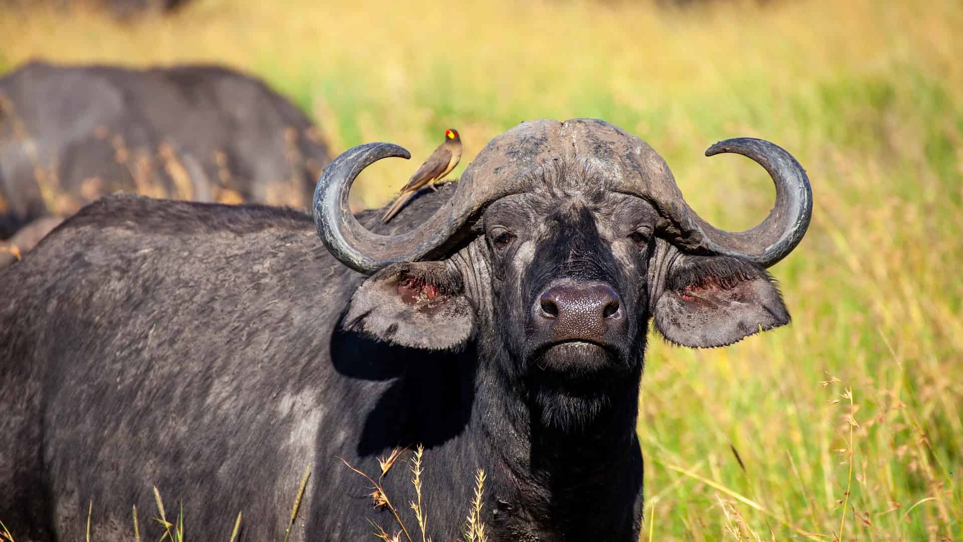 african big five - African Big Five Safari: Lion, Elephant, Rhinoceros, Leopard and Buffalo Buffalo with a bird on the back in the Savannah of Kenya, Africa.