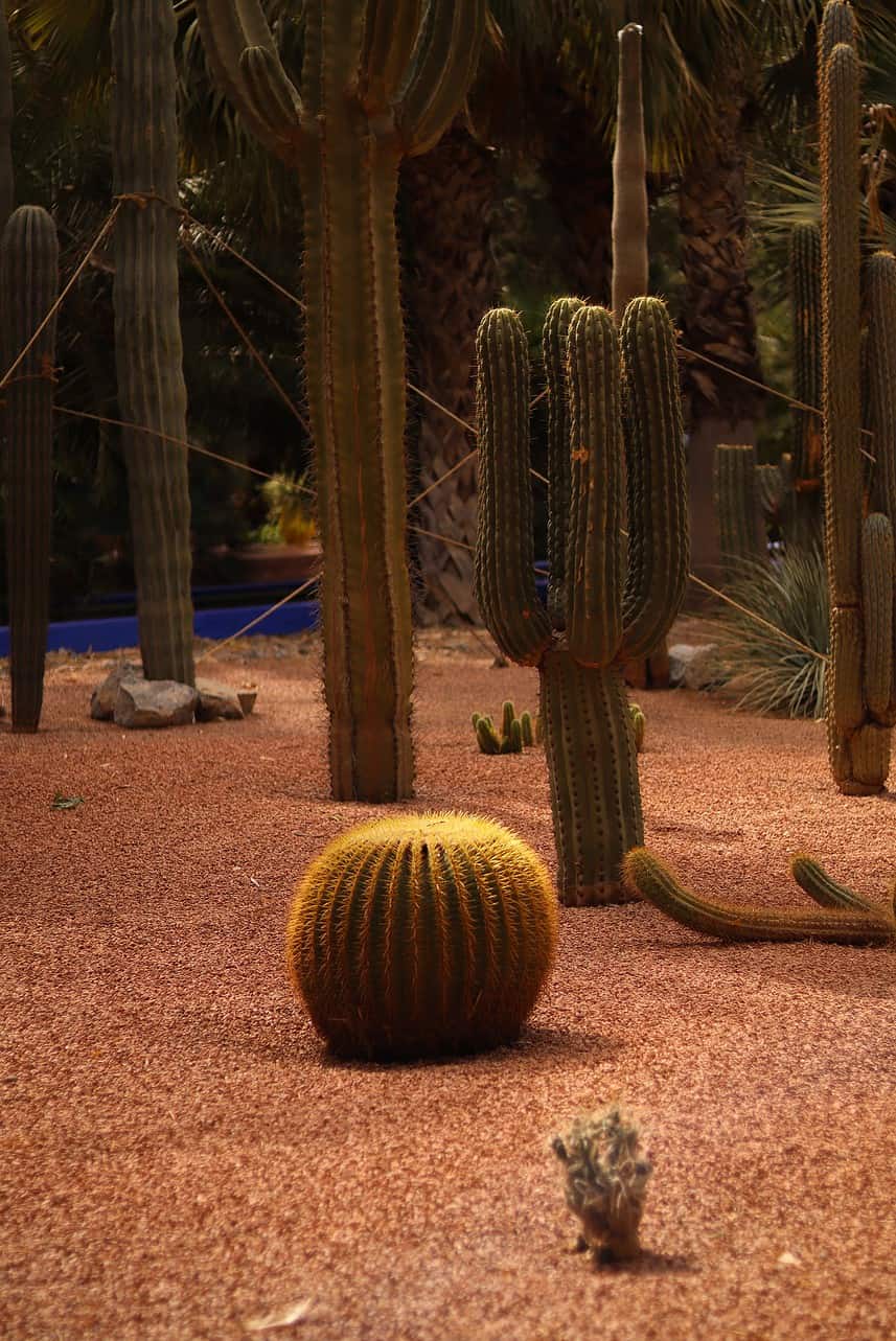 Places to Visit in Marrakech - Not to Miss Cultural & Historic Places to Visit in Marrakech Cacti at Jardin Majorelle in Marrakech, Morocco.