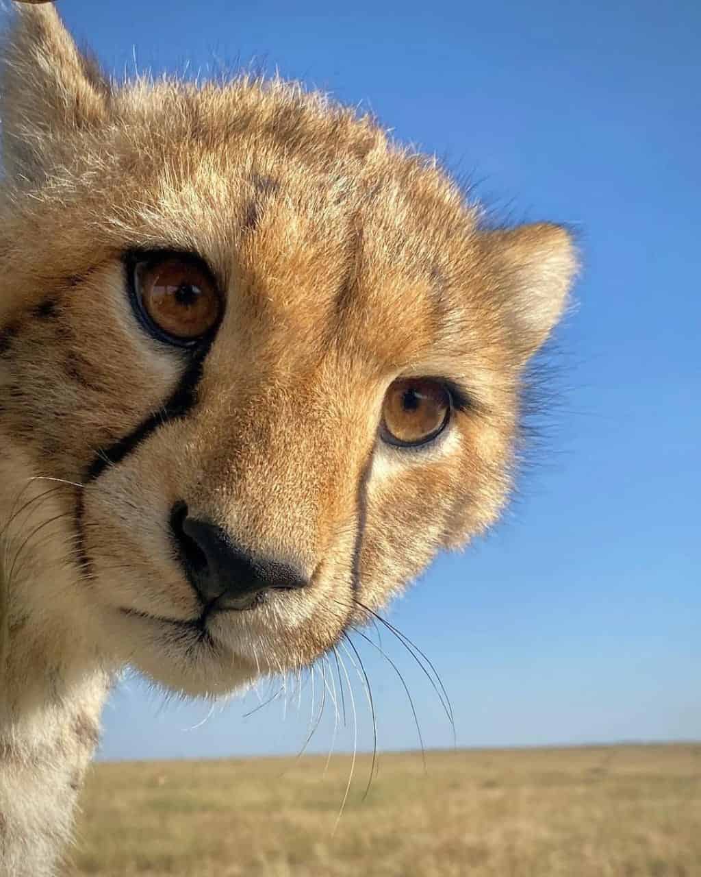 Tanzania vs. Kenya Safari - Tanzania vs. Kenya Safari: Which is the Best? Cheetah very close
