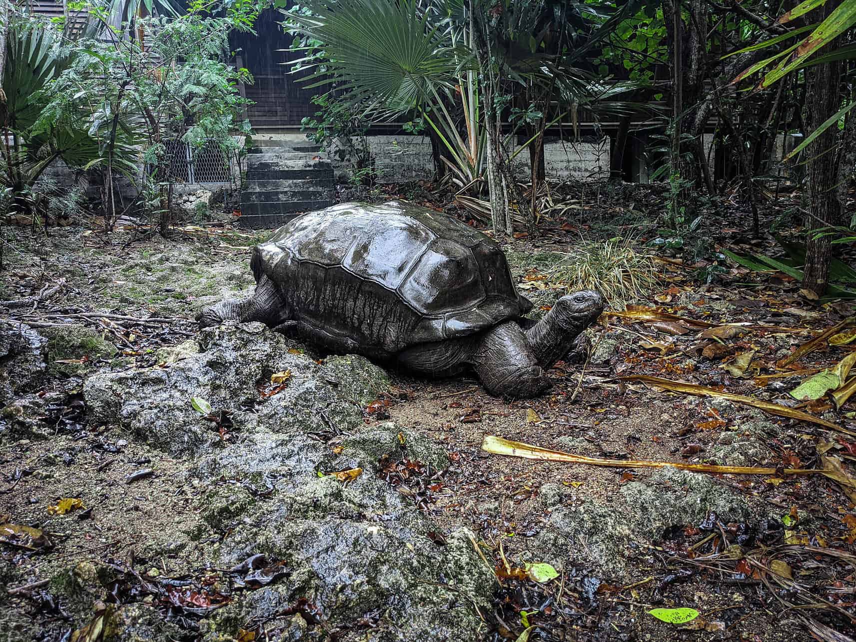 Meet giant tortoises in Mauritius Meet giant tortoises in Mauritius