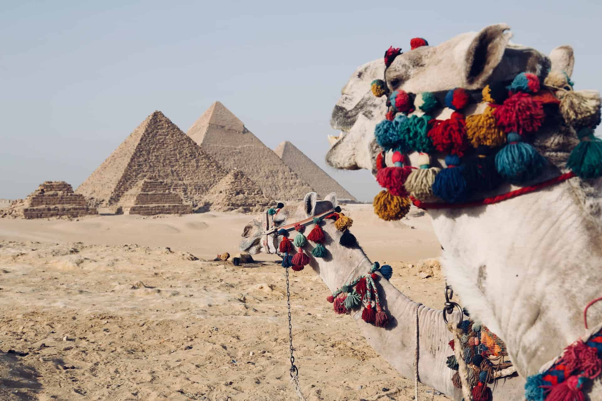 trip to egypt - A Guide to Planning a Memorable Trip to Egypt Egyptian camels on a trip to Egypt