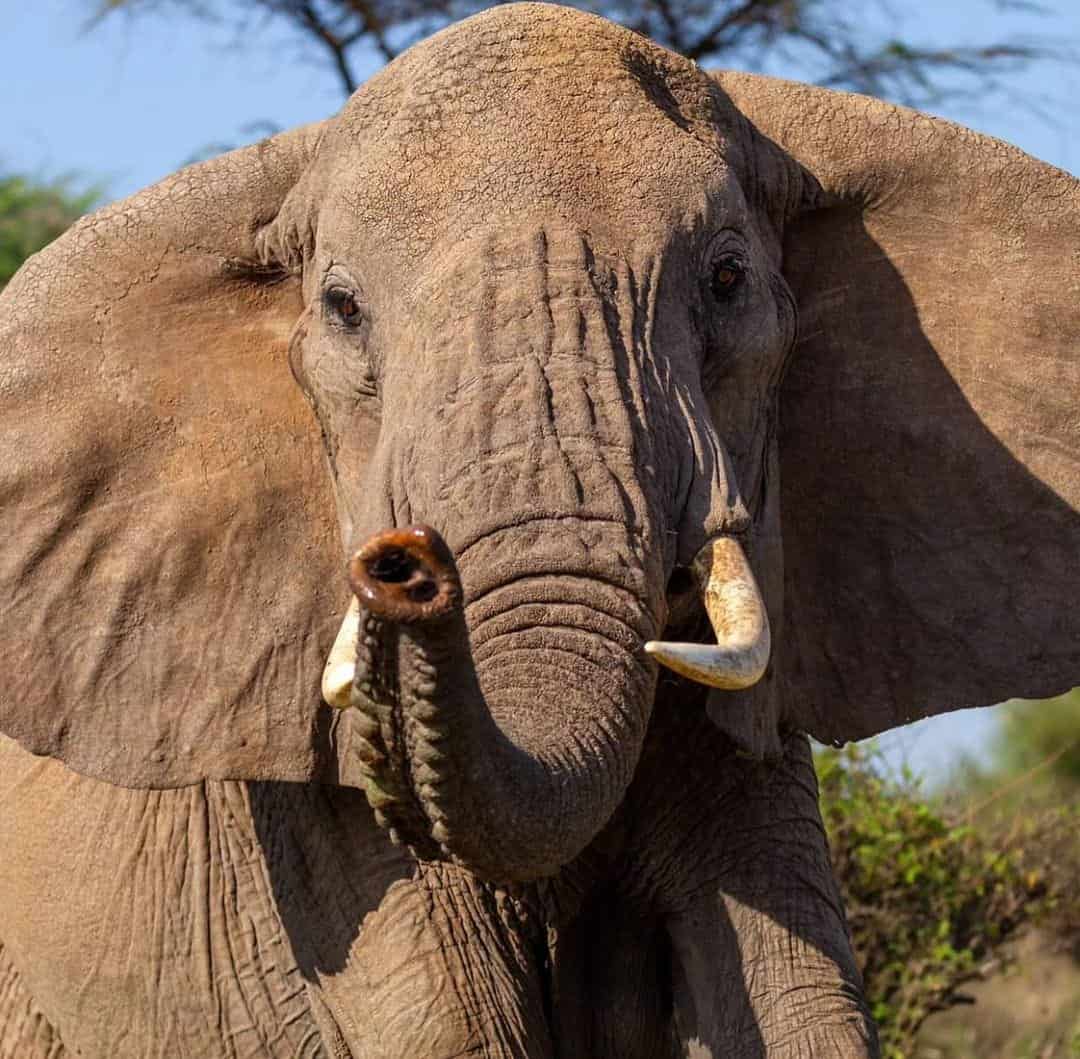 Tanzania vs. Kenya Safari - Tanzania vs. Kenya Safari: Which is the Best? Elephant looking right into the camera