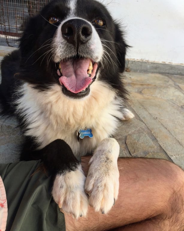 house sitting in Europe - A Summer of House Sitting In Europe house sitting in France