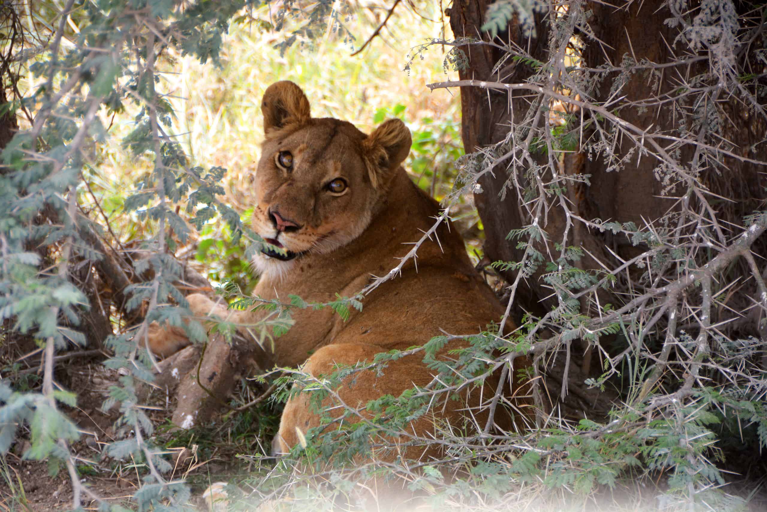 Best Time to Visit Serengeti National Park - Best Time to Visit Serengeti National Park Female lion in the Serengeti, Tanzania.