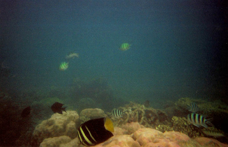 how to get to honda bay - How to Get to Honda Bay Palawan: Travel Tips & Routes Fish at the Pambato Reef - East side - Honda Bay, Philippines. Photo by Storm Crypt -flickr