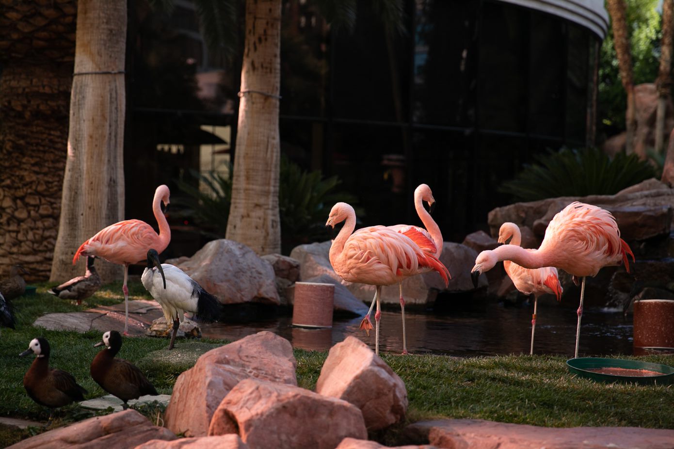 free things to do in las vegas - Free Things to Do in Las Vegas for Unforgettable Experiences Flamingo Wildlife Habitat at the Flamingo Hotel & Casino in Las Vegas, USA.