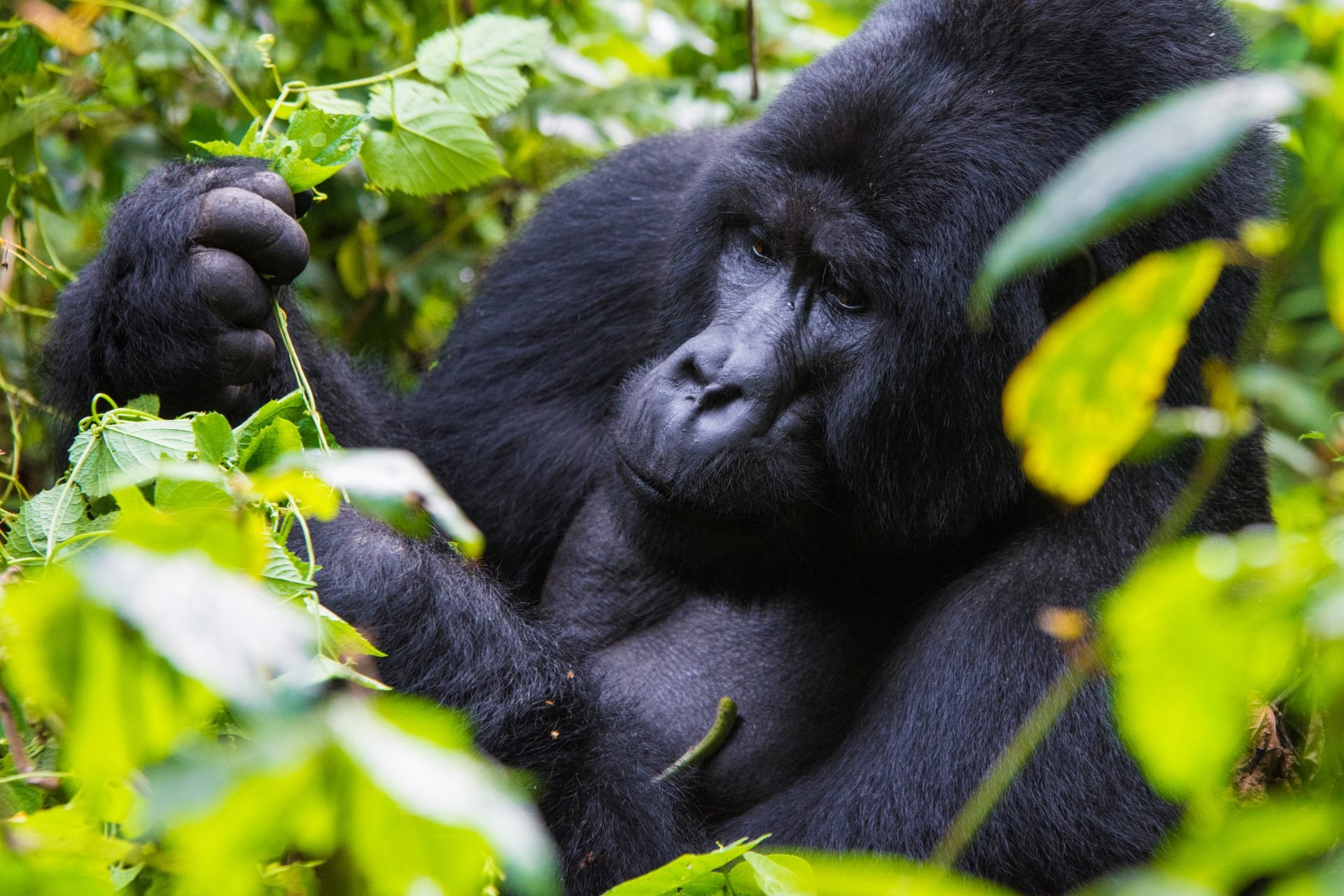 Mgahinga National Park - How to Go Gorilla Trekking in Mgahinga National Park Gorilla at the Mgahinga National Park in Uganda.