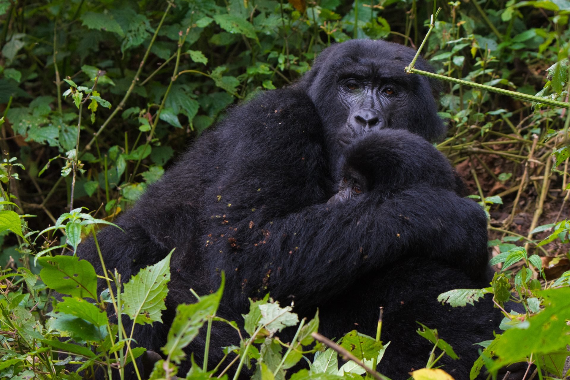 Mgahinga National Park - How to Go Gorilla Trekking in Mgahinga National Park Gorilla with her child in the Mgahinga National Park in Uganda.