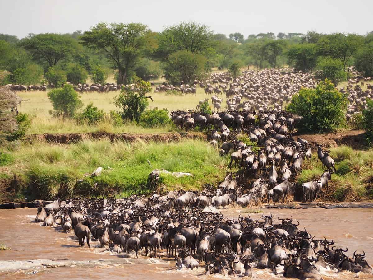 Best Time to Visit Serengeti National Park - Best Time to Visit Serengeti National Park Great Migration with Wildebeest crossing a river in the Serengeti, Tanzania.