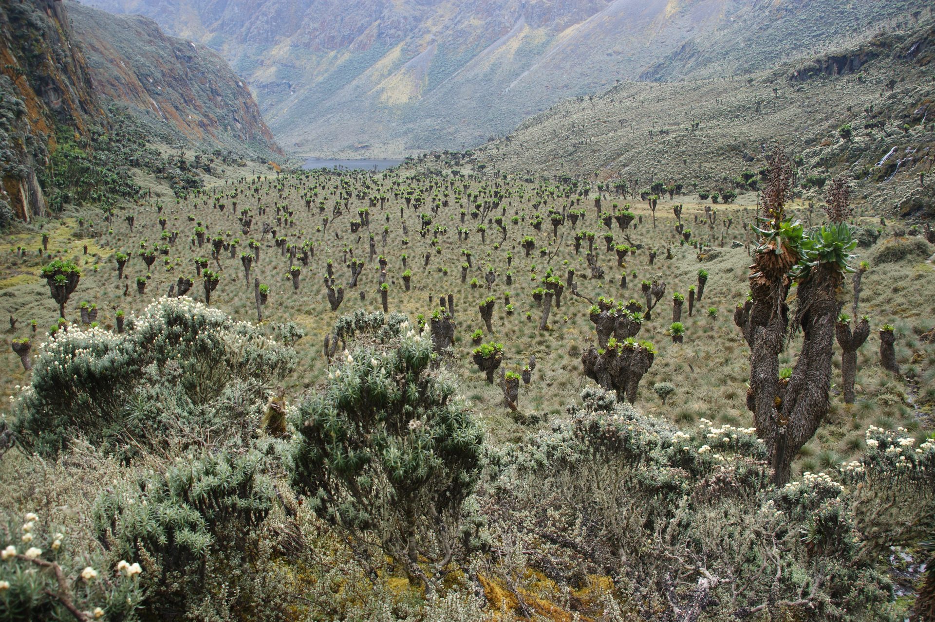 Hiking in Uganda - Guide to Hiking in Uganda's Mountains Hiking the Rwenzori Mountains in Uganda.
