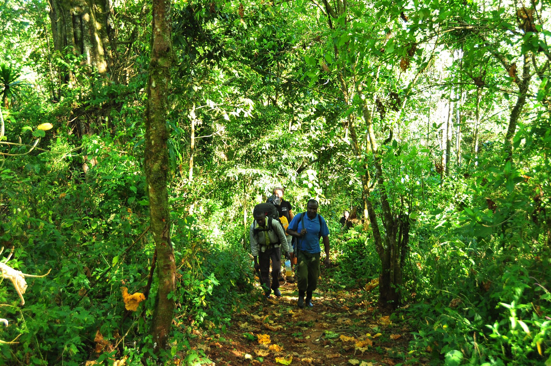Hiking in Uganda - Guide to Hiking in Uganda's Mountains Hiking through the forest of the Mount Elgon National Park, Uganda.