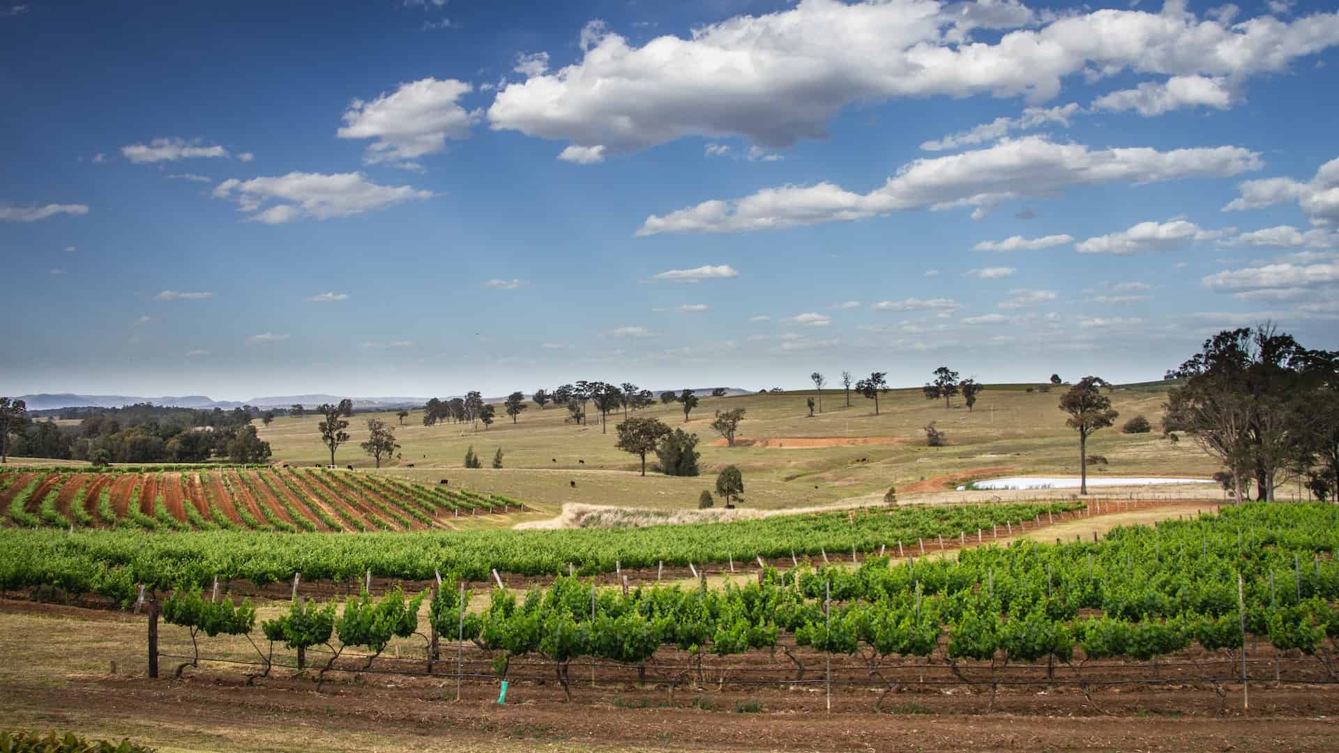 australian wine - Down Under and Uncorked: Exploring Australian Wine and Travel Treasures Hunter Valley wine tour, NSW, Australia