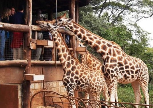 Visit Nairobi - Visit Nairobi, Kenya: Your Travel Tips to Enjoying a Tour of the City in the Sun Visit Nairobi - Visit Nairobi, Kenya: Your Travel Tips to Enjoying a Tour of the City in the Sun