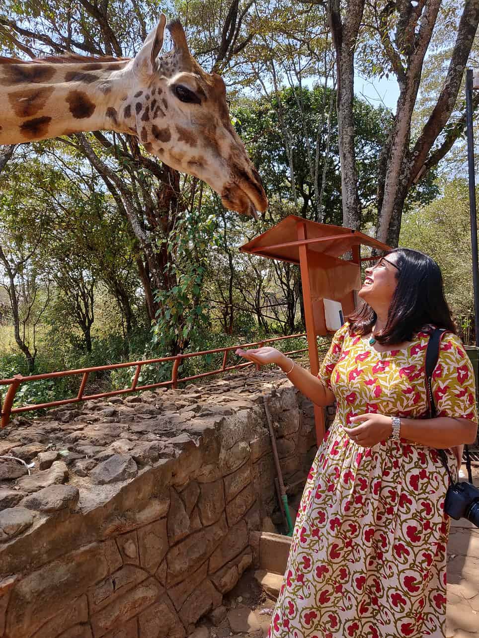 kenya itinerary - 8-Day Kenya Itinerary: A Perfect First-Timers' Guide to Explore the Wilderness Visiting giraffes on my Kenya itinerary