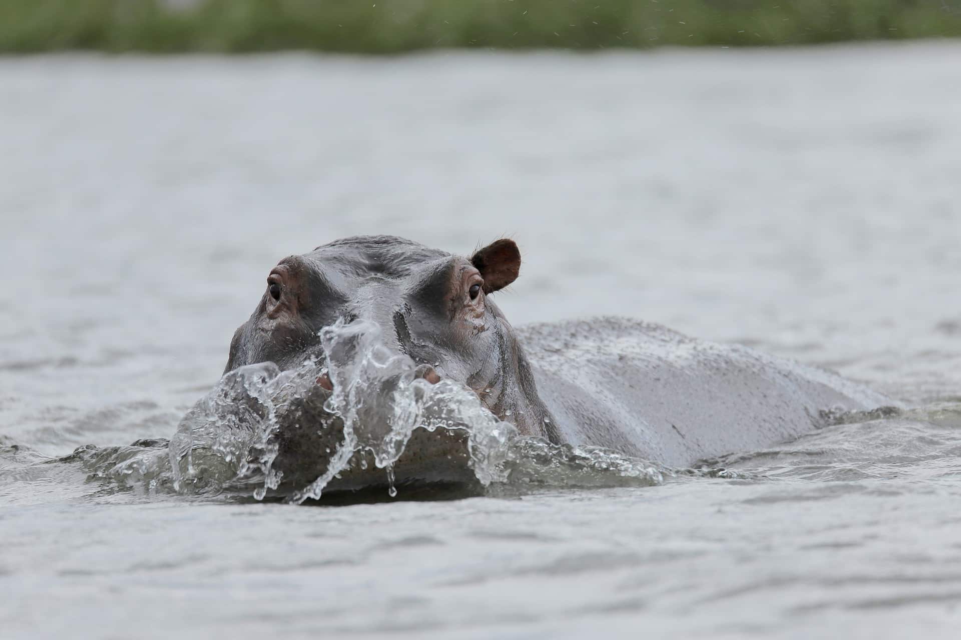 kenya itinerary - 8-Day Kenya Itinerary: A Perfect First-Timers' Guide to Explore the Wilderness Exploring Lake Nakuru & Lake Naivasha