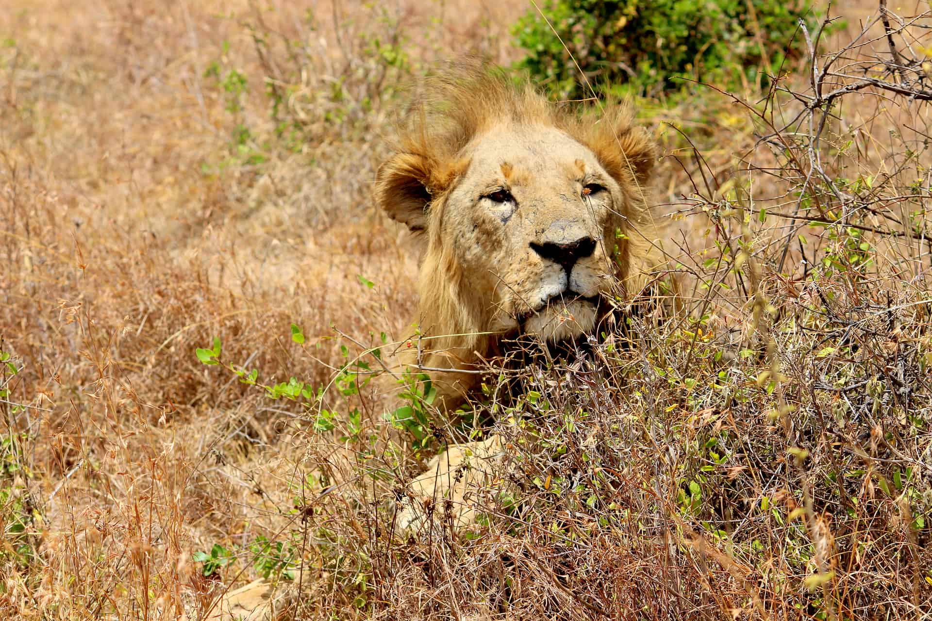kenya itinerary - 8-Day Kenya Itinerary: A Perfect First-Timers' Guide to Explore the Wilderness Wildlife in Kenya