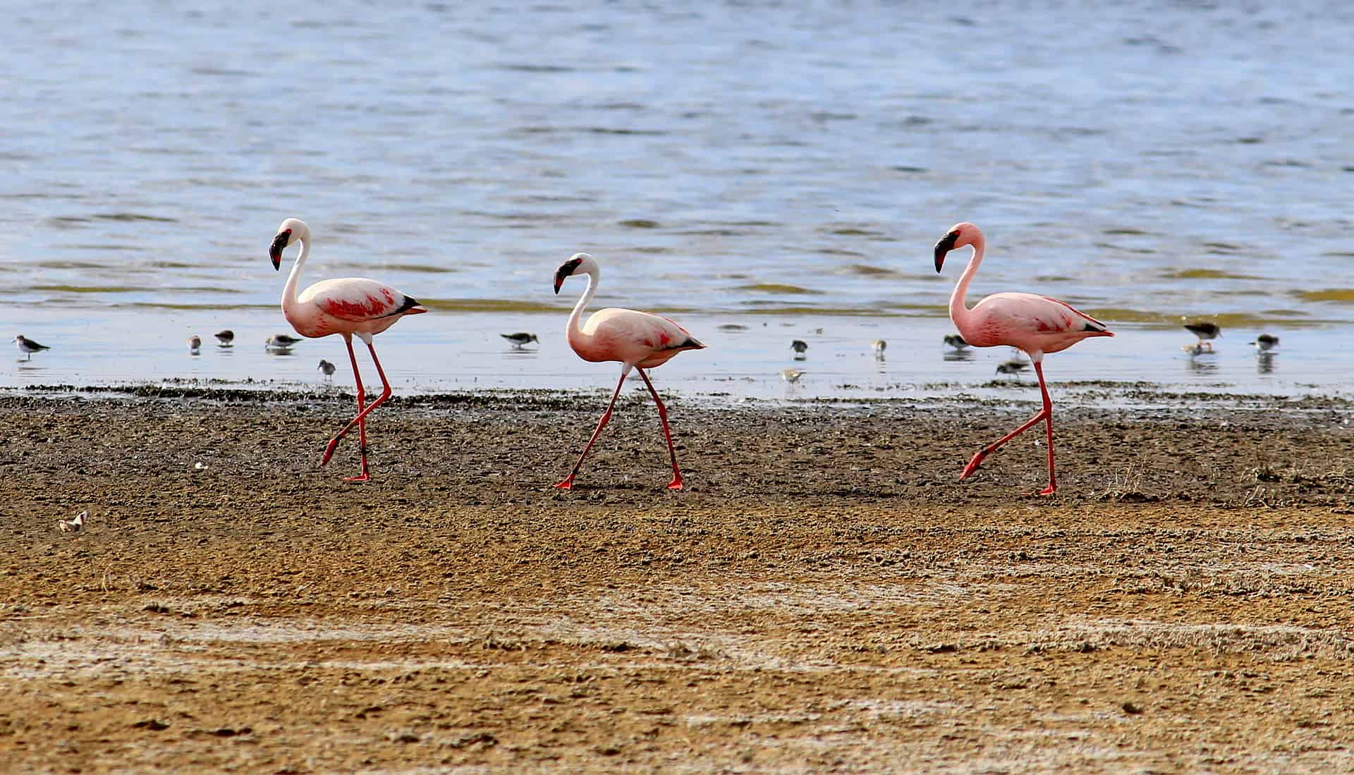 kenya itinerary - 8-Day Kenya Itinerary: A Perfect First-Timers' Guide to Explore the Wilderness Flamingoes in Lake Nakuru National Park