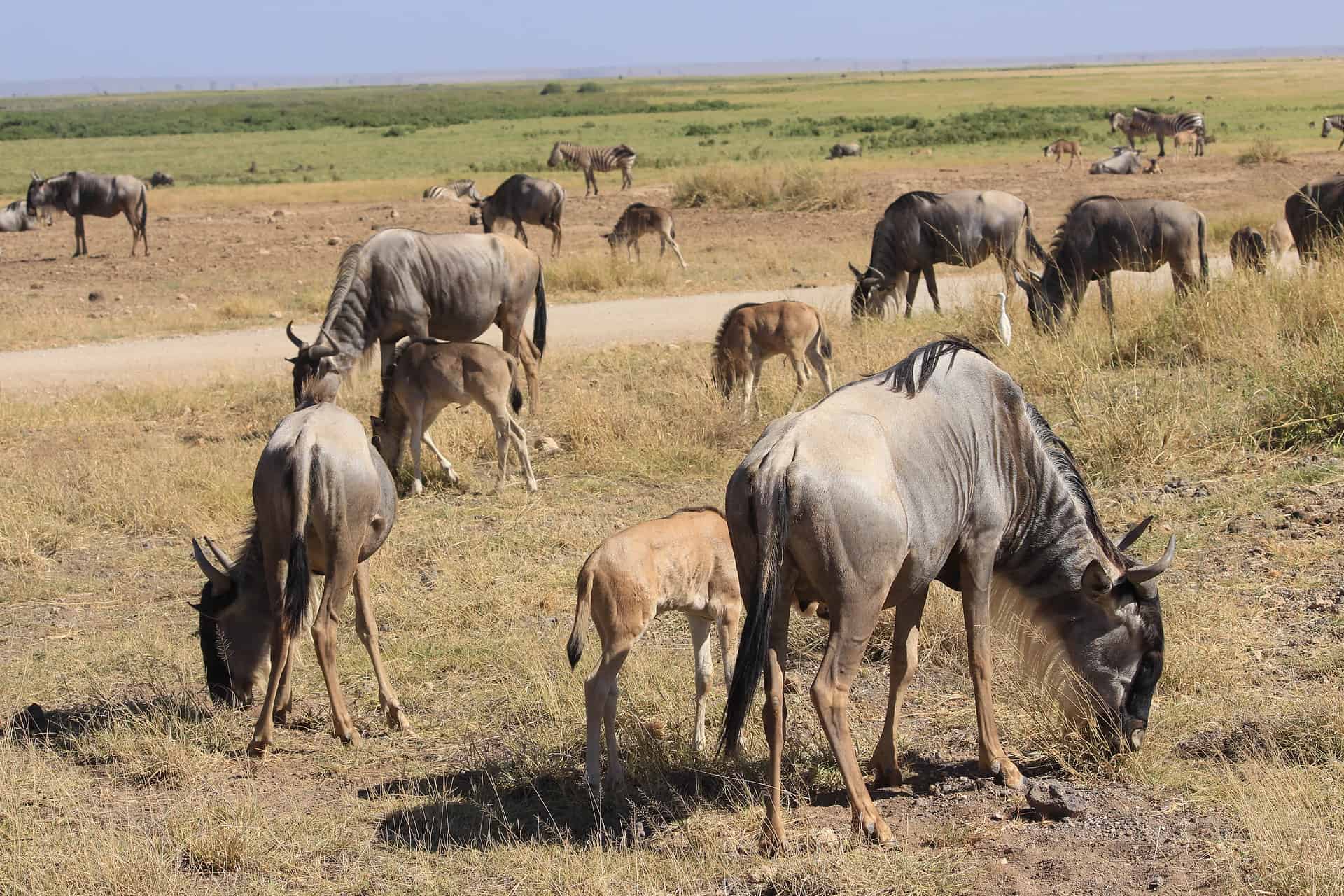 kenya itinerary - 8-Day Kenya Itinerary: A Perfect First-Timers' Guide to Explore the Wilderness Wildlife in the Maasai Mara