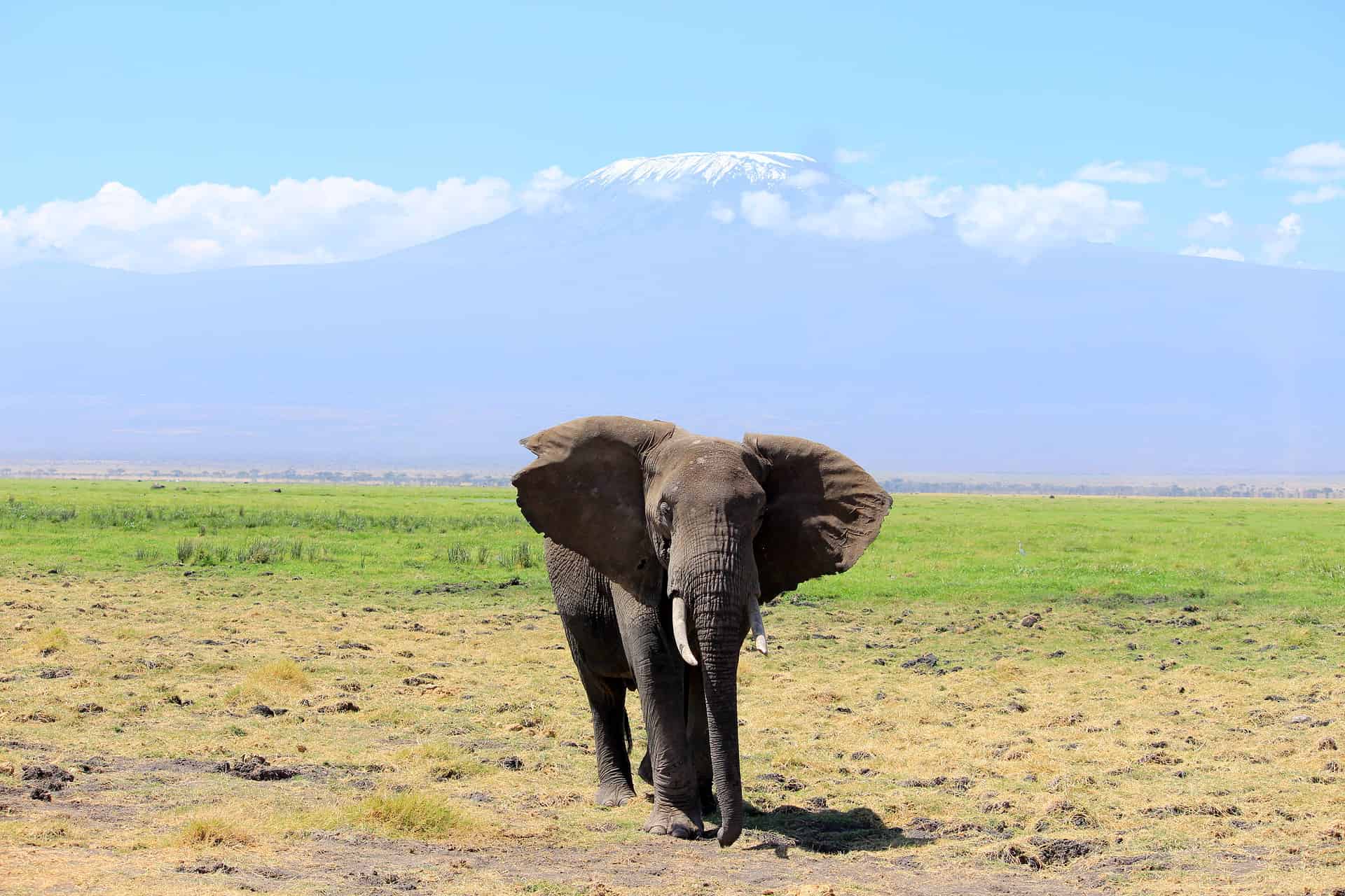 kenya itinerary - 8-Day Kenya Itinerary: A Perfect First-Timers' Guide to Explore the Wilderness Views of Mount Kilimanjaro with an elephant in the foreground