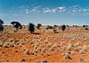 Kalahari in Botswana