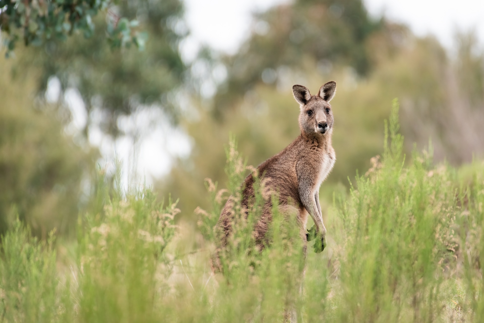 How to Choose the Right Travel Insurance - How to Choose the Right Travel Insurance: An Analytical Guide Kangaroo in the Australian Outback.