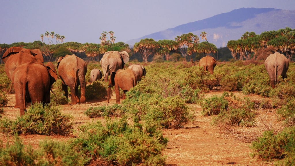 kenya attractions - Kenya Attractions: A Guide to Experiencing Kenya Kenya attractions - the animals