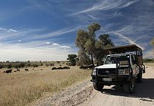 Kgalagadi Transfrontier Park safari