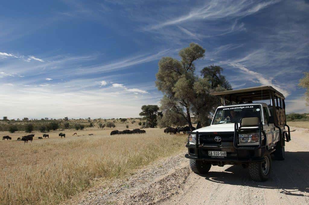 Kgalagadi Transfrontier Park - The Kgalagadi Transfrontier Park: What You Need to Know Kgalagadi Transfrontier Park safari