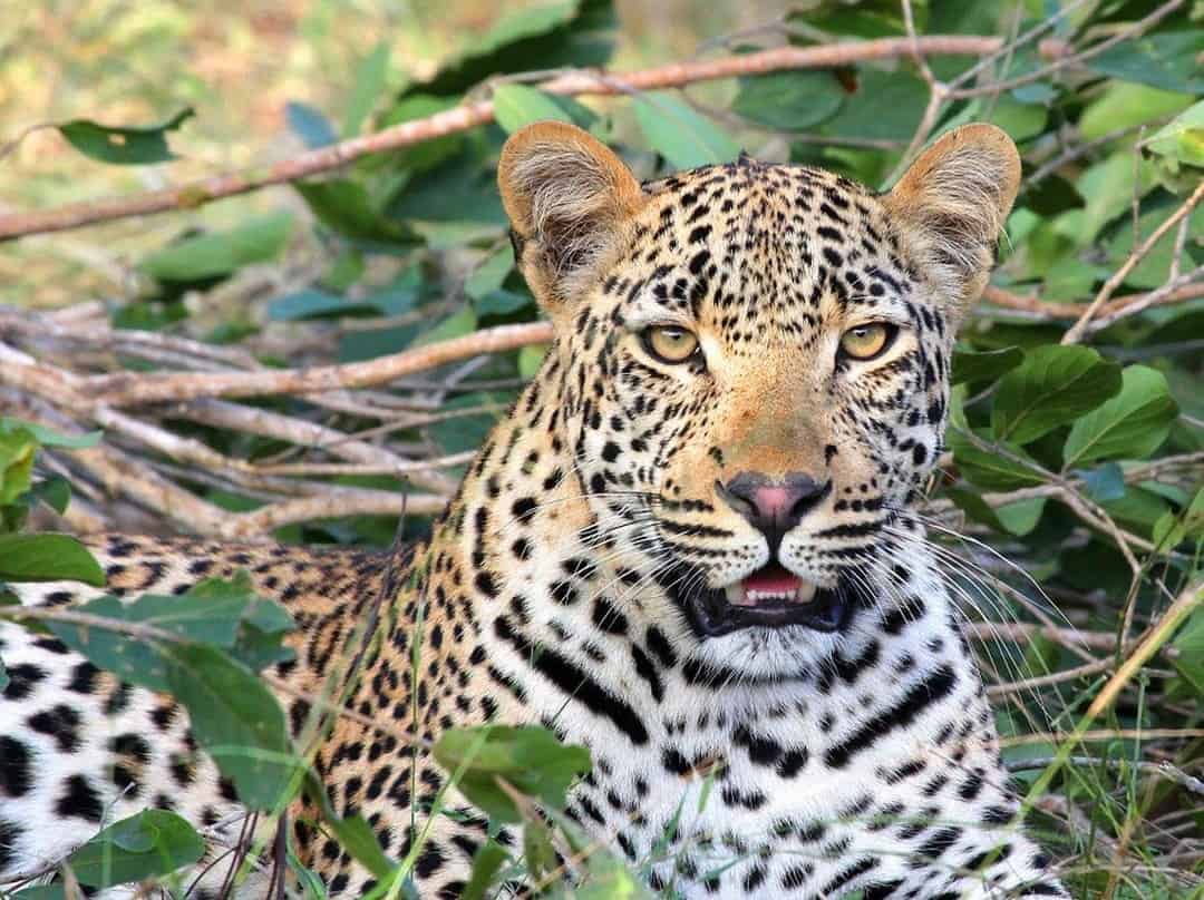 african big five - African Big Five Safari: Lion, Elephant, Rhinoceros, Leopard and Buffalo Leopard in the bush.