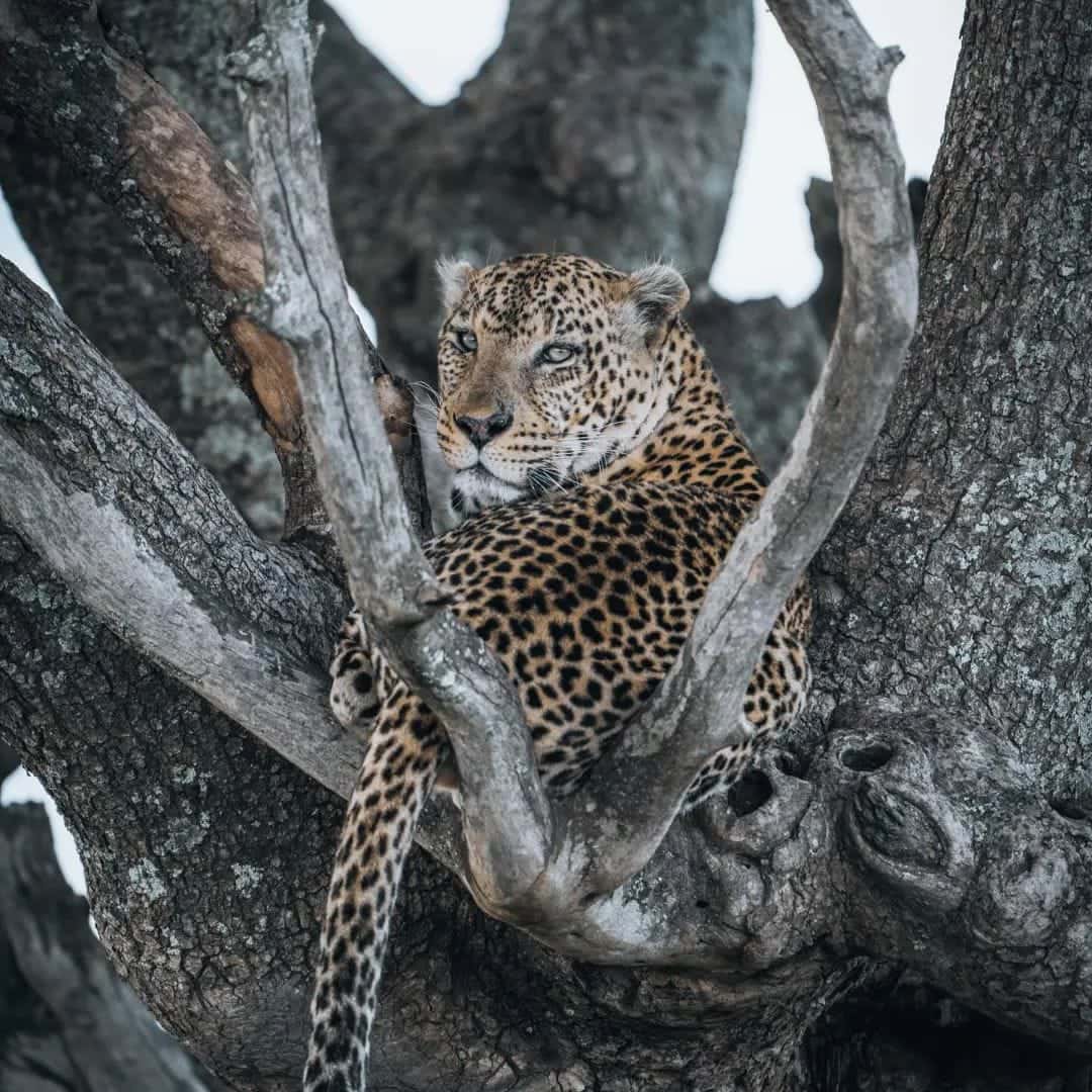 Tanzania vs. Kenya Safari - Tanzania vs. Kenya Safari: Which is the Best? Leopard relaxing in the tree.