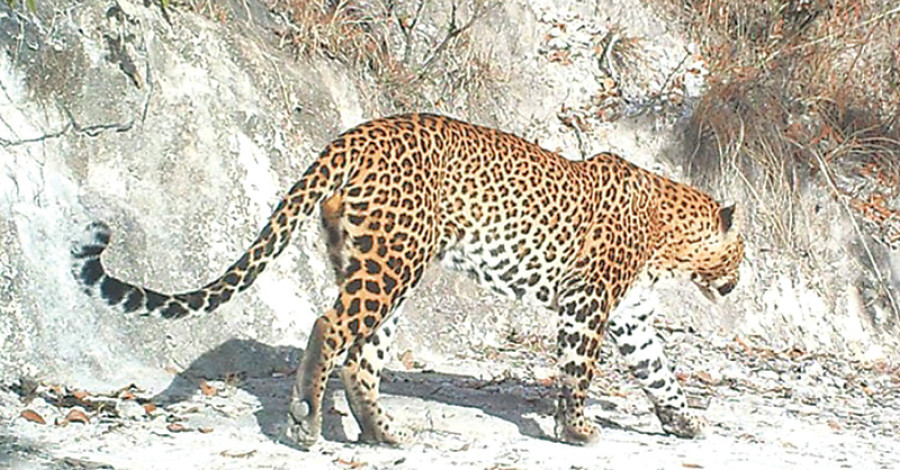 Shivapuri Day Hiking - Why is Shivapuri Day Hiking in Nepal so Popular? Leopard in Shivapuri National Park