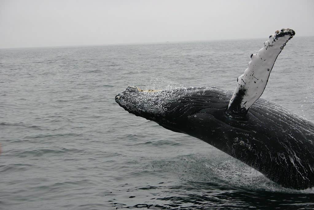 whale watching in sydney Whale watching in Sydney, Australia