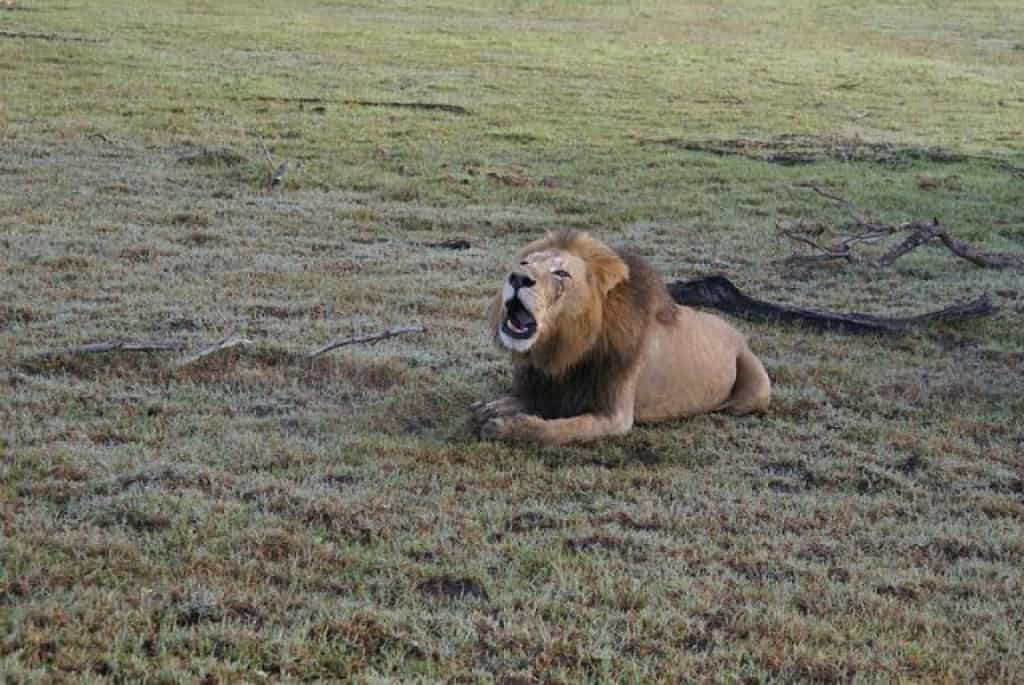african big five - African Big Five Safari: Lion, Elephant, Rhinoceros, Leopard and Buffalo Animals in the Kalahari Desert in Botswana