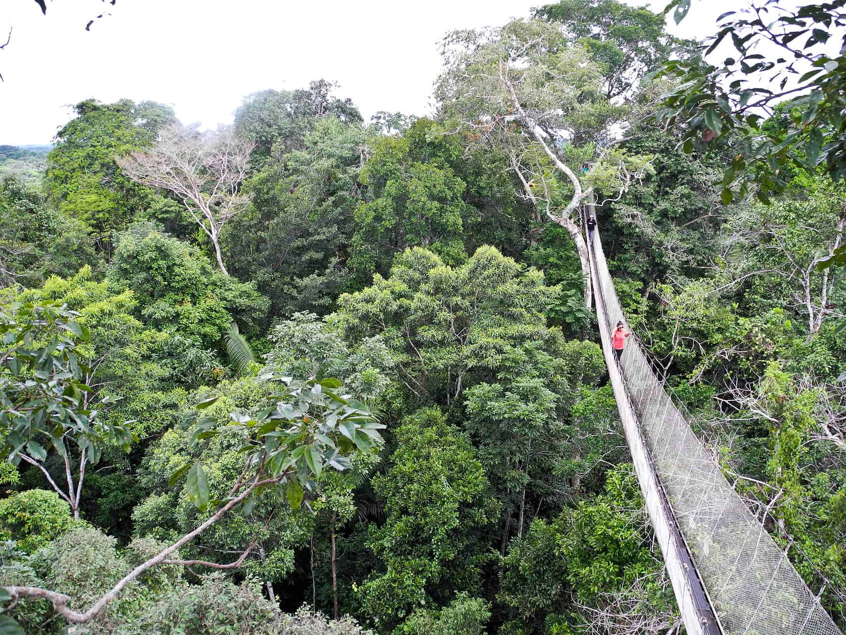 Peru Itinerary - How to Structure Your Peru Itinerary Canopy-walk at the Amazonas River in Peru.