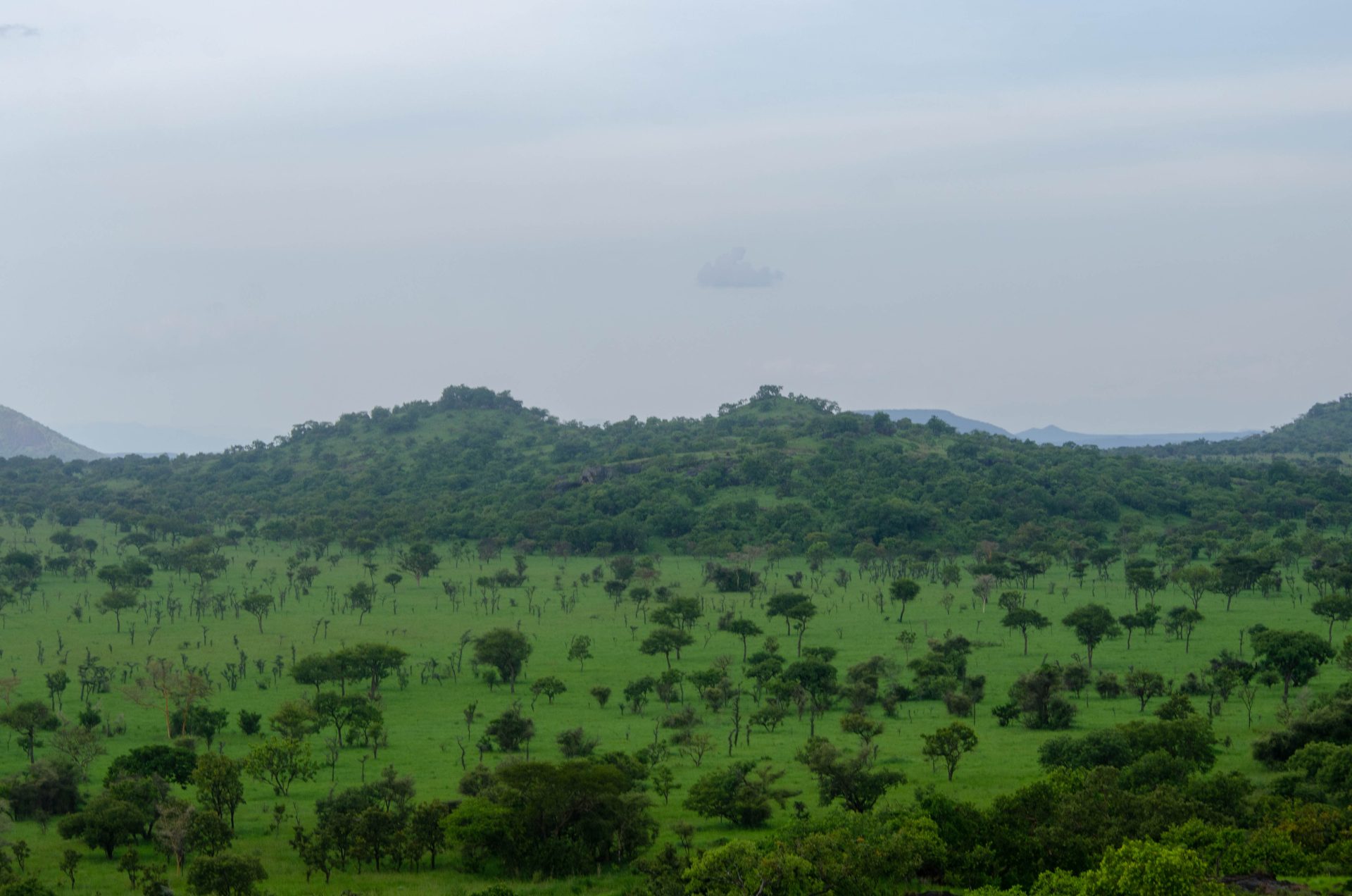 Hiking in Uganda - Guide to Hiking in Uganda's Mountains Pian Upe in Uganda