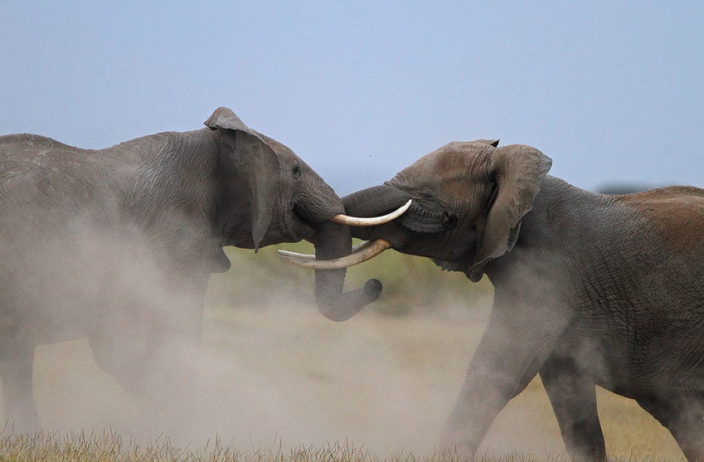 reasons to visit kenya - Reasons to Visit Kenya Elephants on safari in Kenya