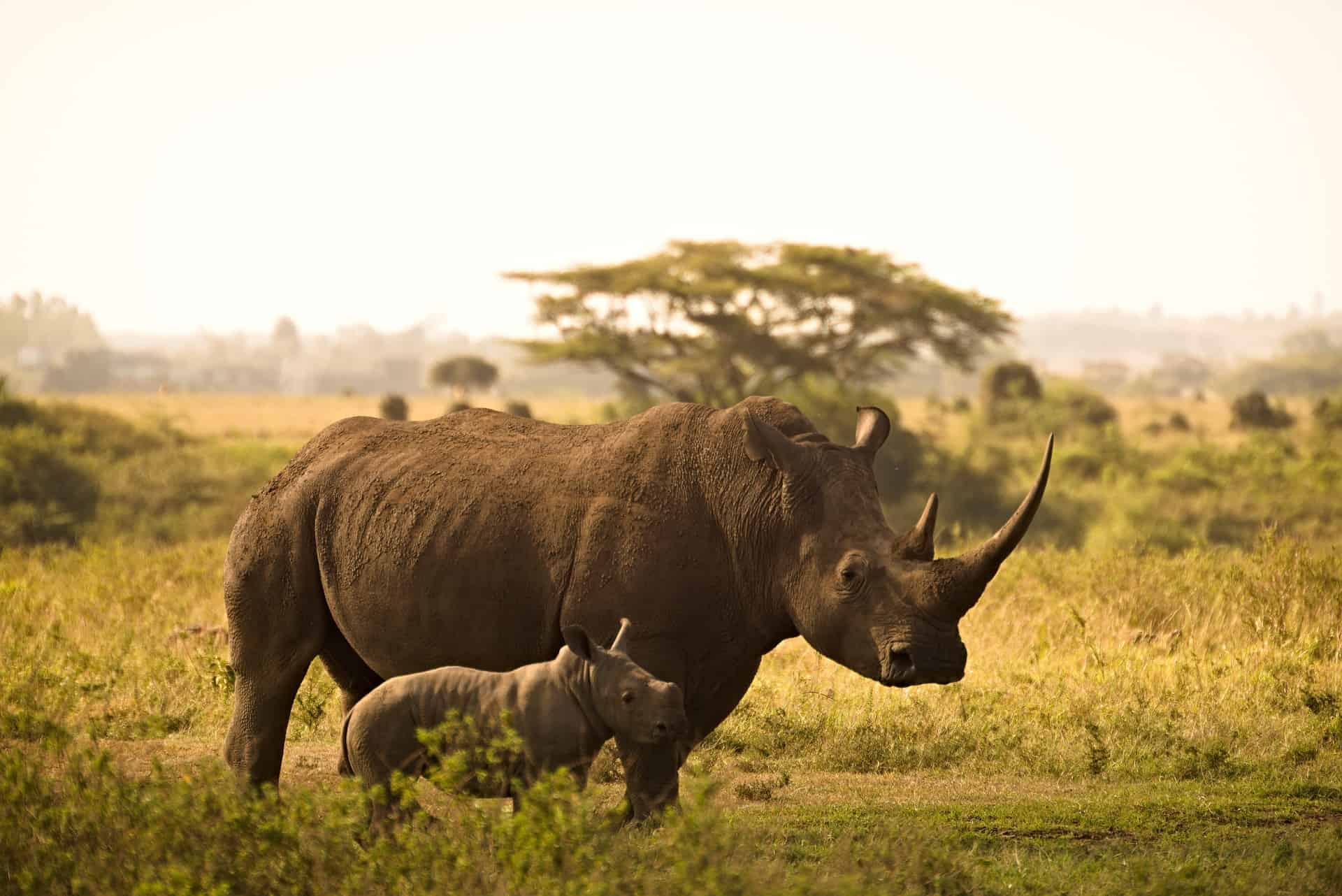 african big five - African Big Five Safari: Lion, Elephant, Rhinoceros, Leopard and Buffalo Rhino with calf in the savannah.