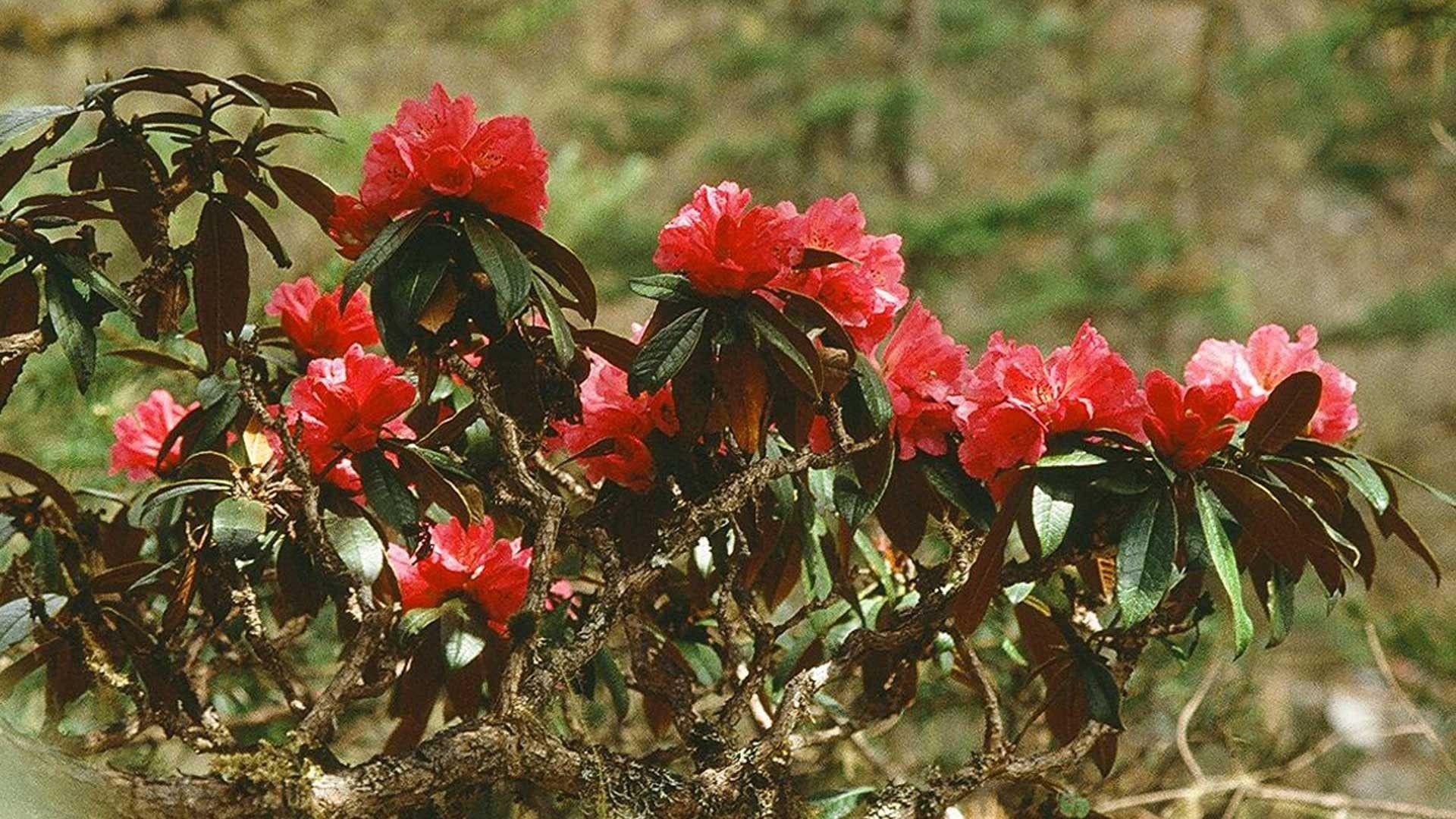 Shivapuri Day Hiking - Why is Shivapuri Day Hiking in Nepal so Popular? Rhododendron flower on the Hiking Trails