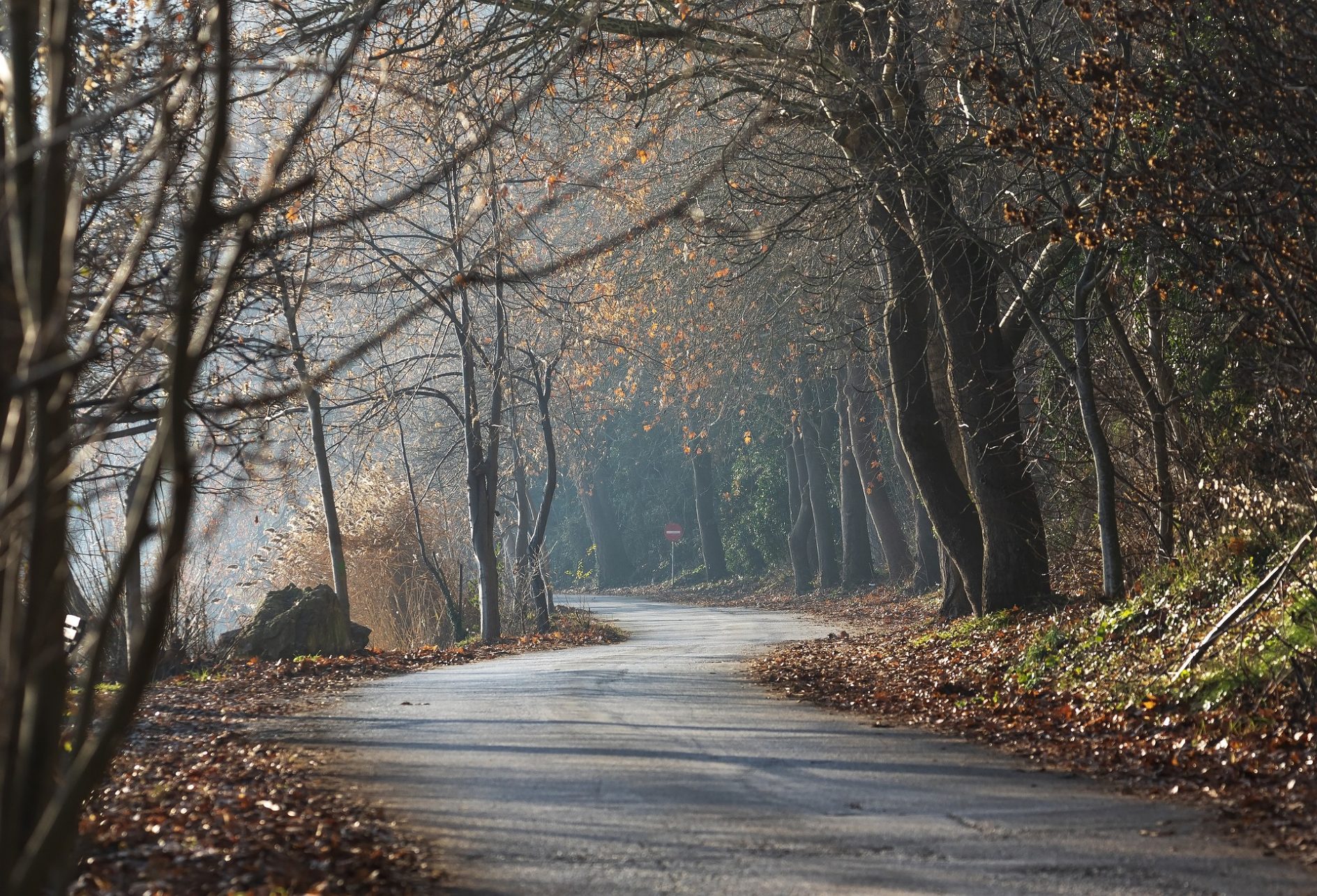 How to Choose the Right Travel Insurance - How to Choose the Right Travel Insurance: An Analytical Guide Road trip - Road through a forest in autumn.