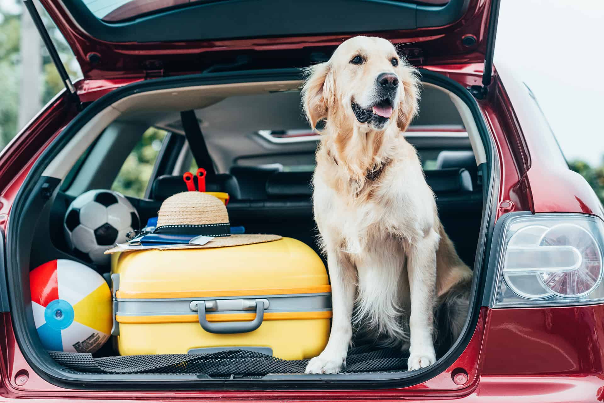Traveling With Your Dog - Top Tips for Traveling With Your Dog Traveling with your dog on a road trip