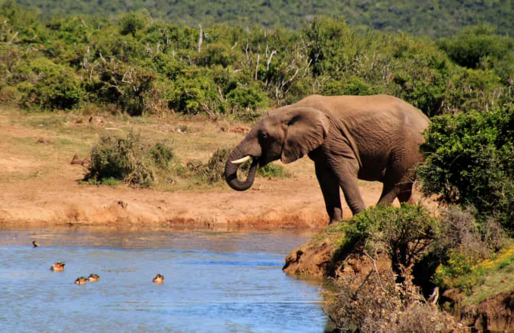 where to see elephants - Top Places to See African Elephants Elephants at Addo Elephant National Park, South Africa