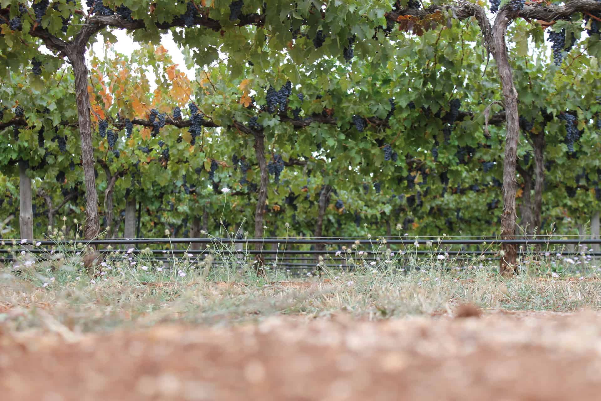 australian wine - Down Under and Uncorked: Exploring Australian Wine and Travel Treasures Terra Rossa and grapes in Coonawarra in Australia.
