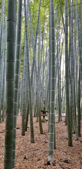 things to do in kanagawa - Exploring Around the Kanagawa Prefecture, Japan